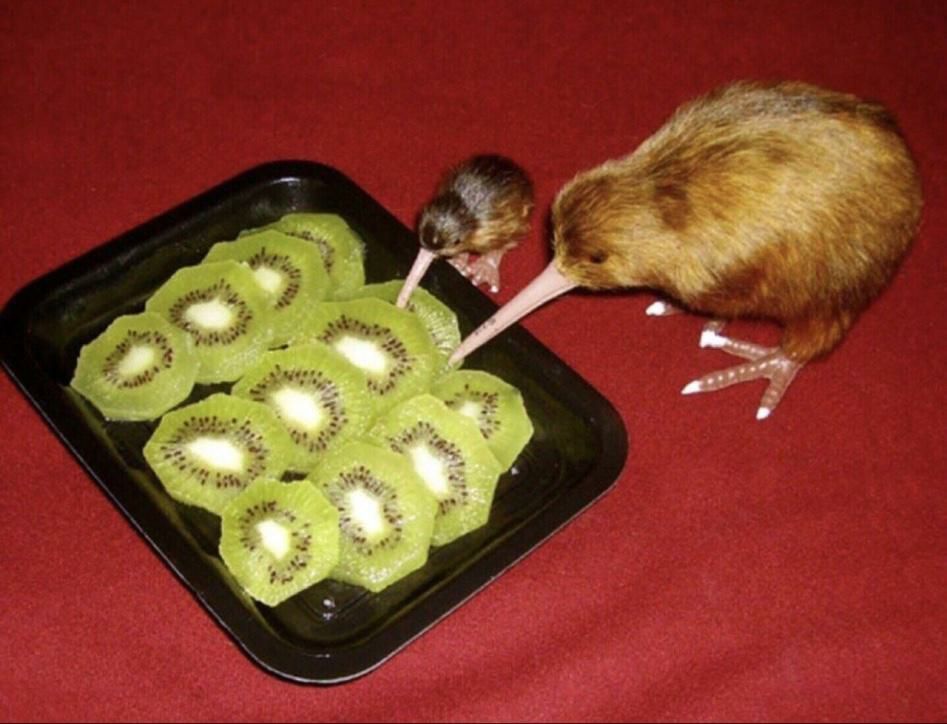 kiwi01.jpg