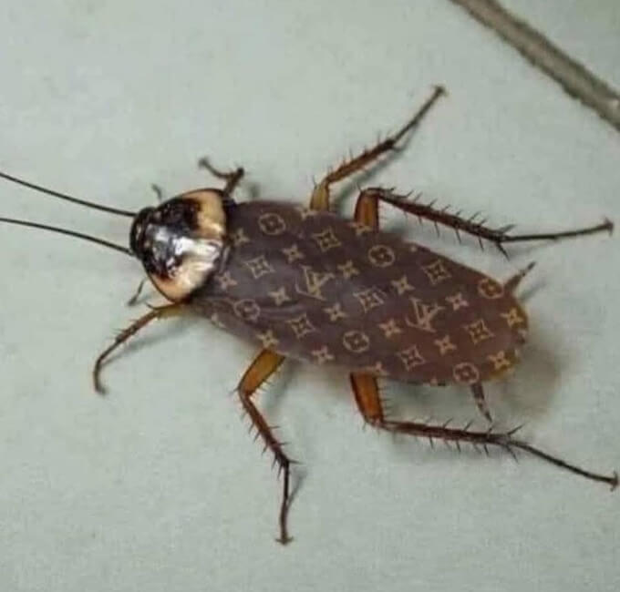 cockroach01.jpg