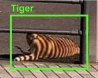 tiger00.jpg