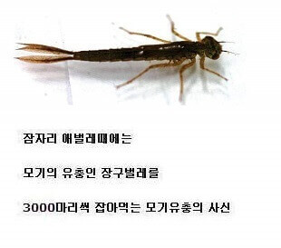 dragonfly01.jpg