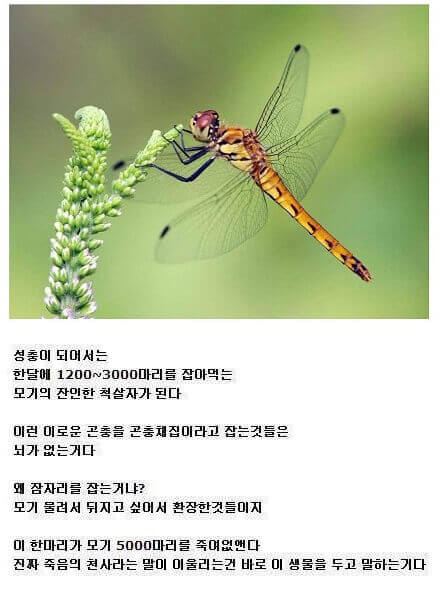 dragonfly02.jpg