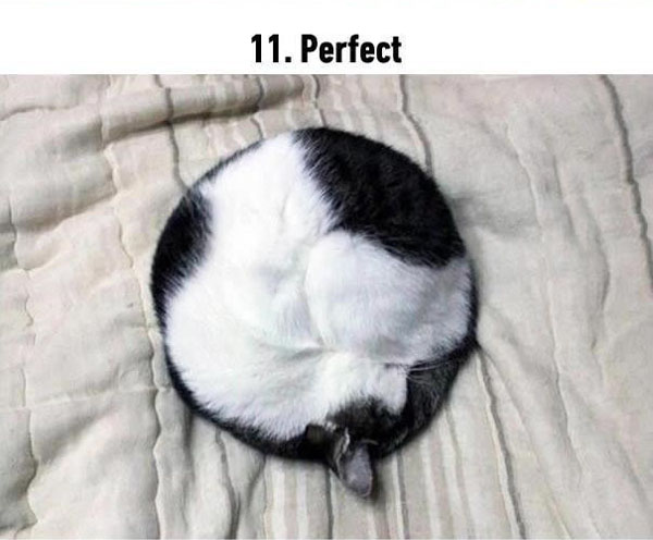 perfect11.jpg