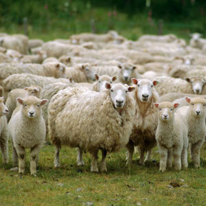 sheep00.jpg