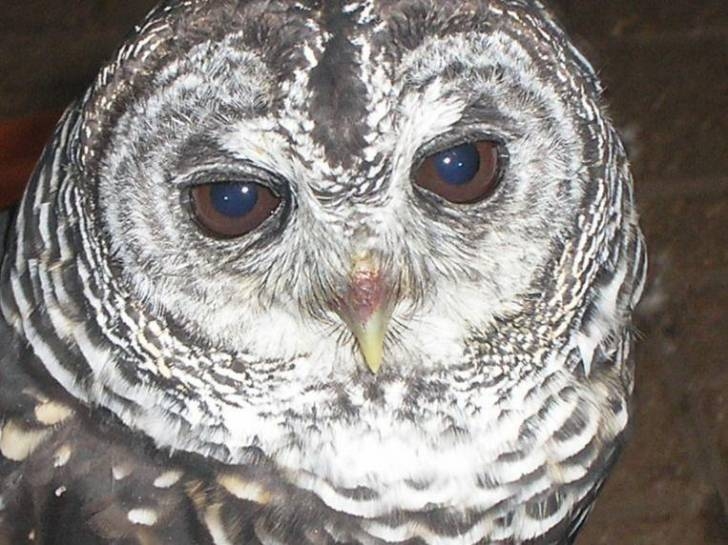 owl03.jpg