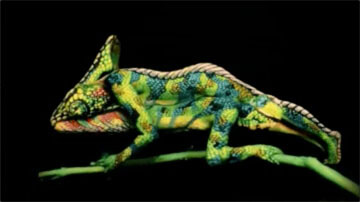 chameleon01.jpg