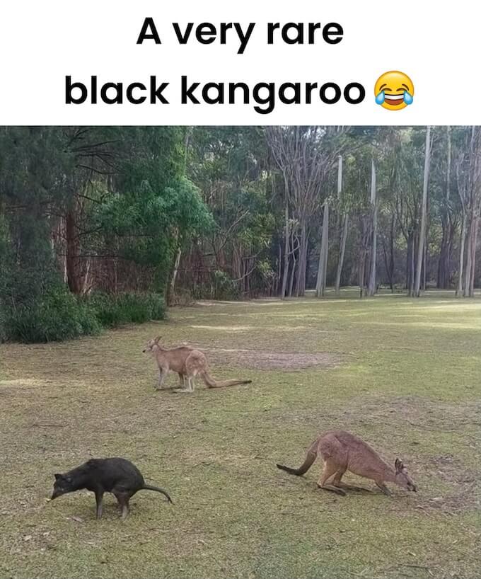 kangaroo01.jpg