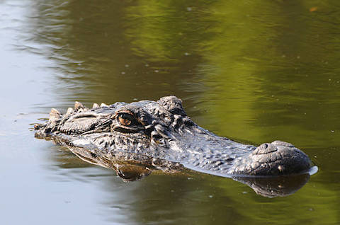 alligator01.jpg