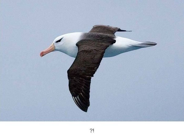 seagull02.jpg