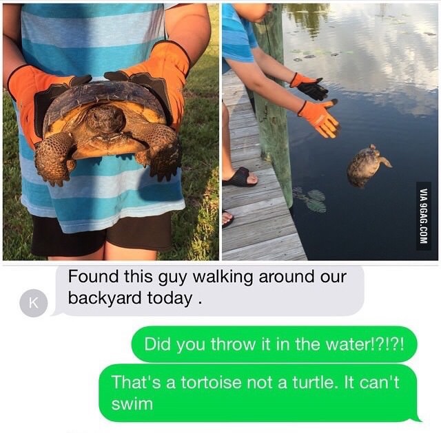 turtle.jpg