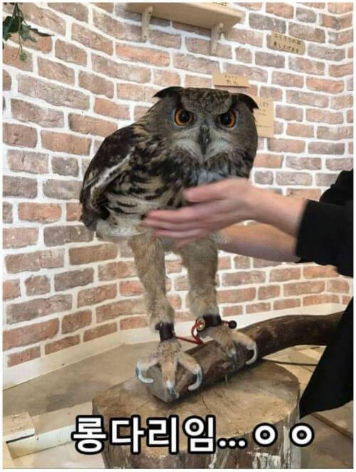 owl02.jpg