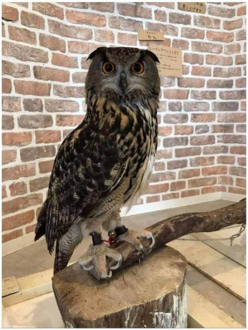 owl01.jpg