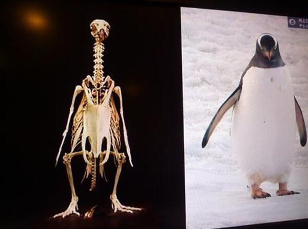 penguin02.jpg