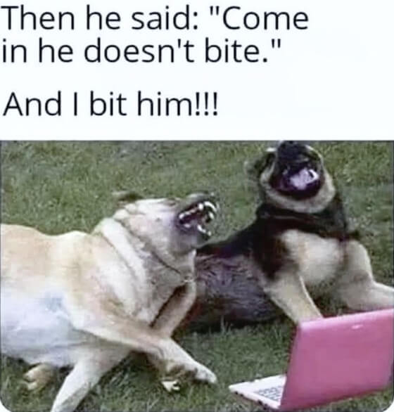 laugh_dogs01.jpg