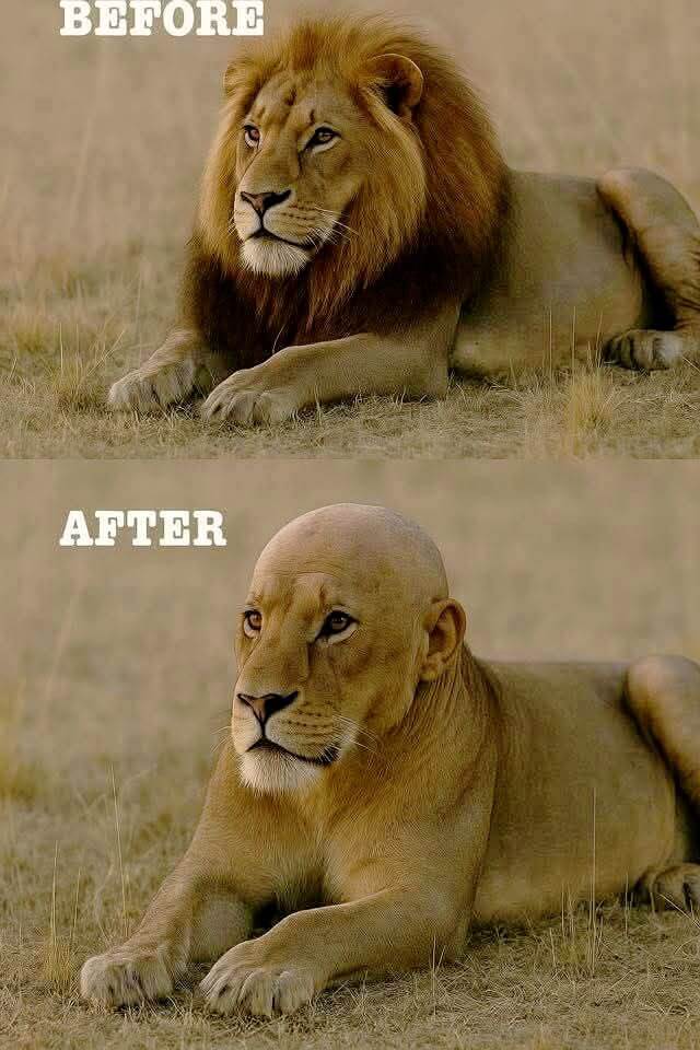 lion03.jpg