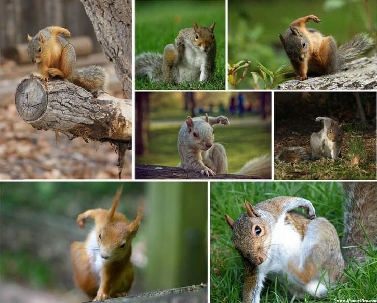 squirrel02.jpg