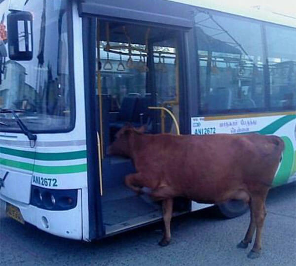 cow02.jpg