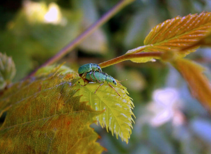 sex05_beetles_green.jpg