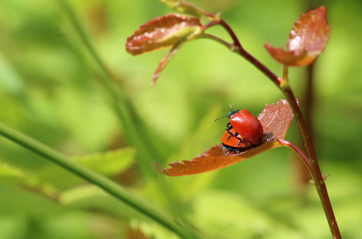 sex02_beetles_red.jpg