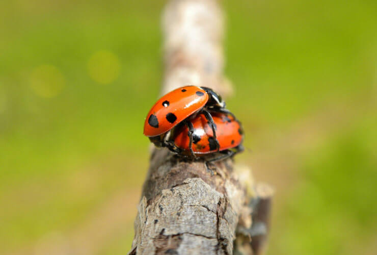 sex04_ladybug_red2.jpg