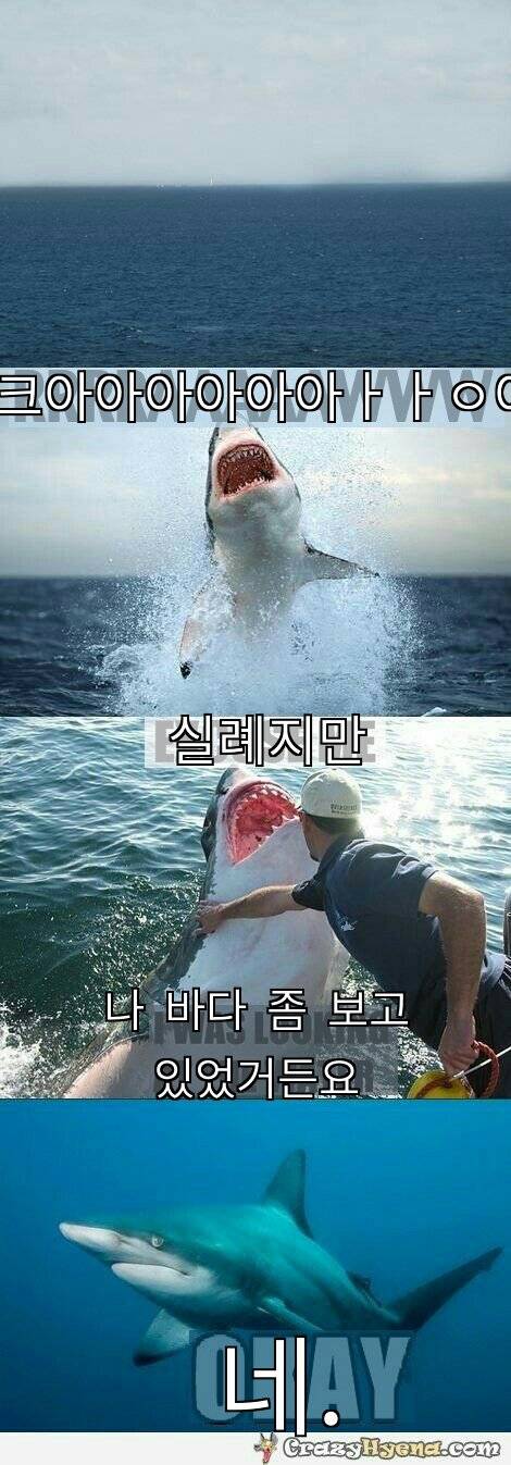 shark01.jpg