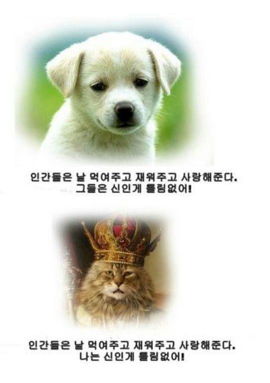 dog_cat.jpg