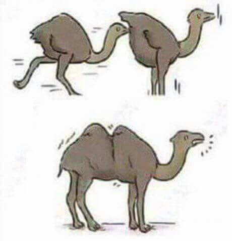 camels.jpg