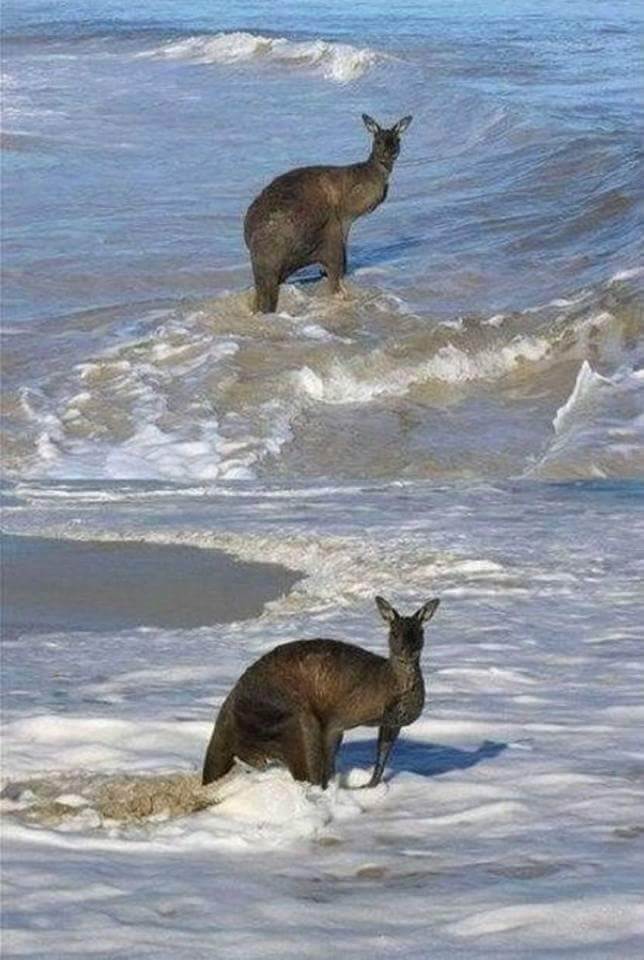 kangaroo02.jpg