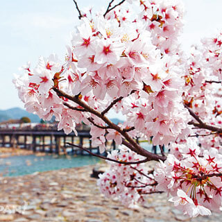 cherryblossoms00.jpg