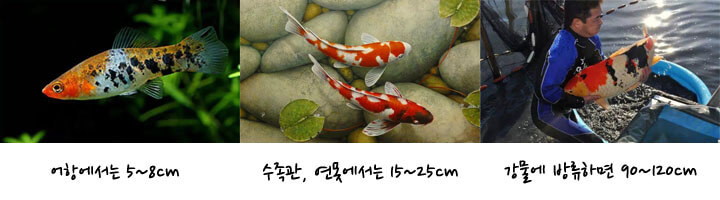 koi01.jpg