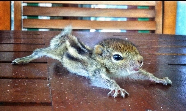 squirrel07.jpg