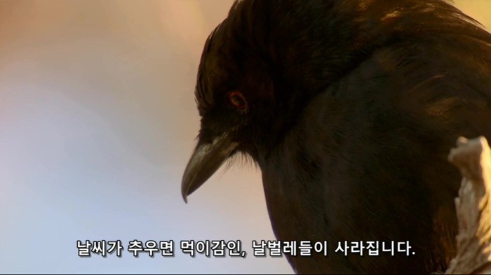 crow03.jpg