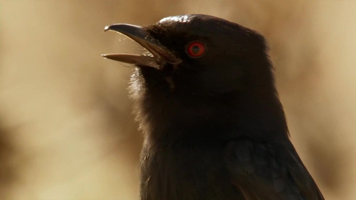 crow09.jpg