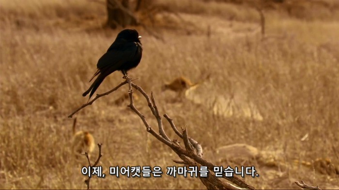 crow15.jpg