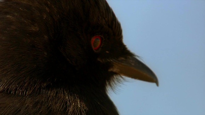 crow26.jpg