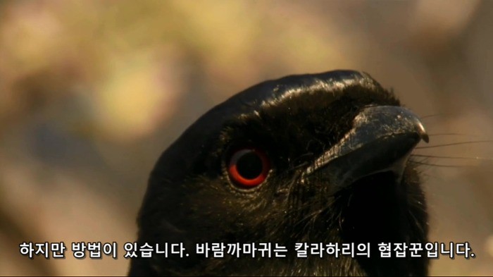 crow04.jpg